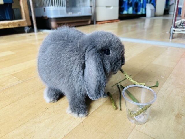 ロップイヤーラビット