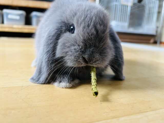 8/12更新☆とても綺麗なブルー💙ぺちゃっと可愛いロップイヤーラビット