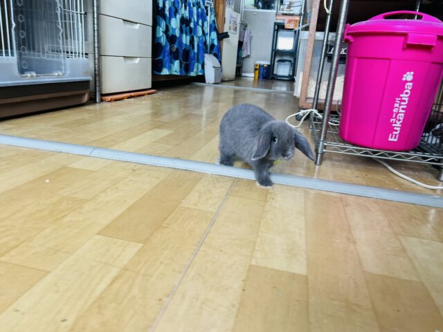 ロップイヤーラビット