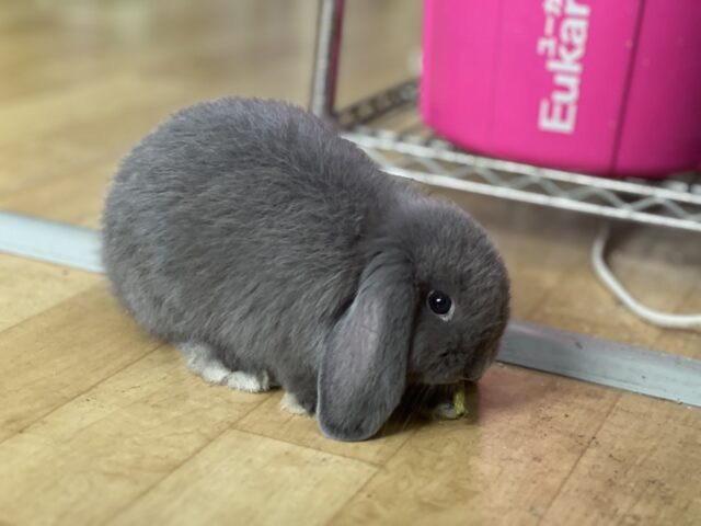 ロップイヤーラビット