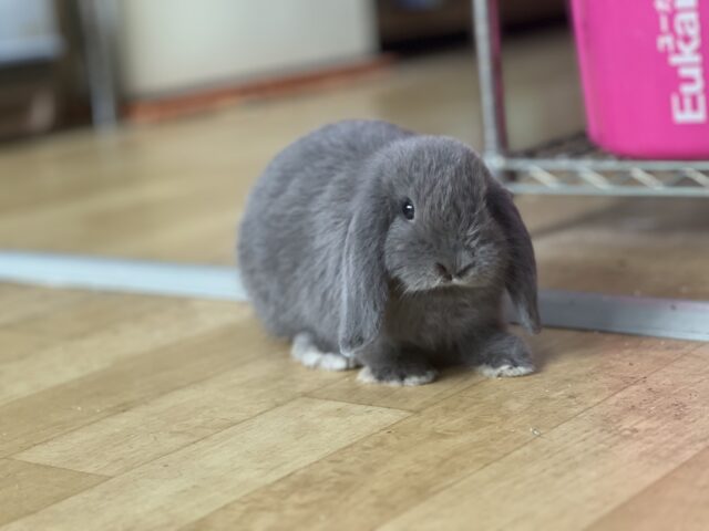 ロップイヤーラビット