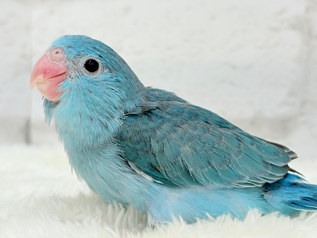 【最新画像更新🪄】目ヂカラたっぷり♥愛情たっぷり♡マメルリハ(ブルー)女の子 ヒナ