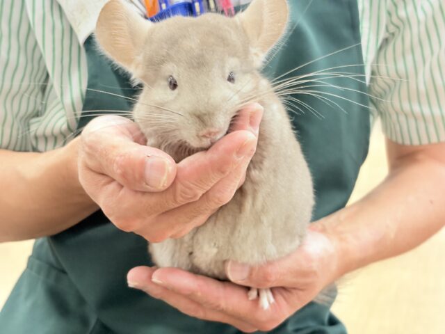 チンチラ