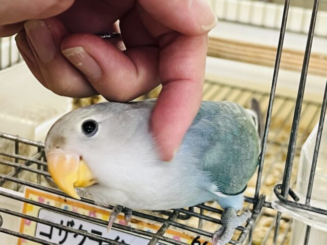 コザクラインコ（小桜インコ）