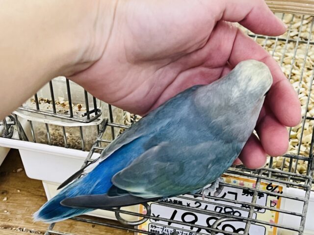 コザクラインコ（小桜インコ）