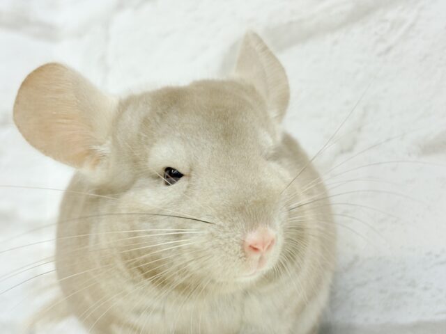 チンチラ