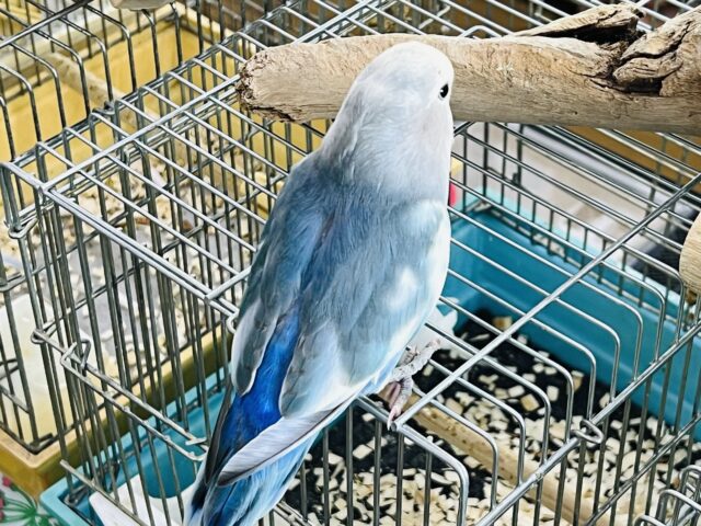 コザクラインコ（小桜インコ）