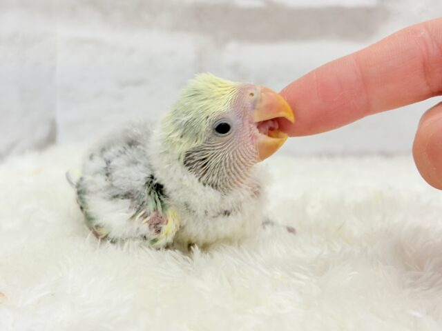 コザクラインコ（小桜インコ）