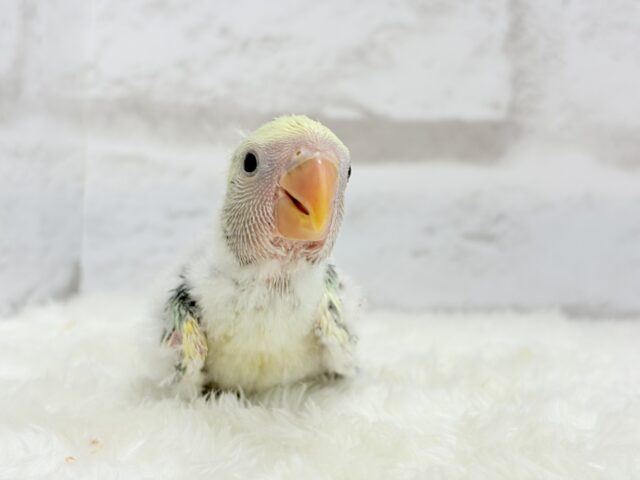 コザクラインコ（小桜インコ）