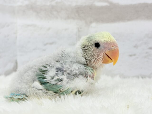 コザクラインコ（小桜インコ）