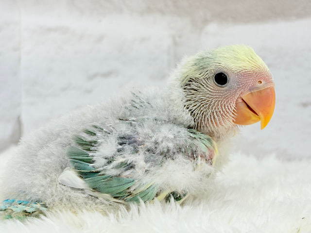 あざと可愛い💞青リンゴ🍏♥コザクラインコ(ブルーチェリーパイドオパーリン) ヒナ