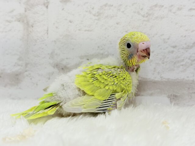 セキセイインコ