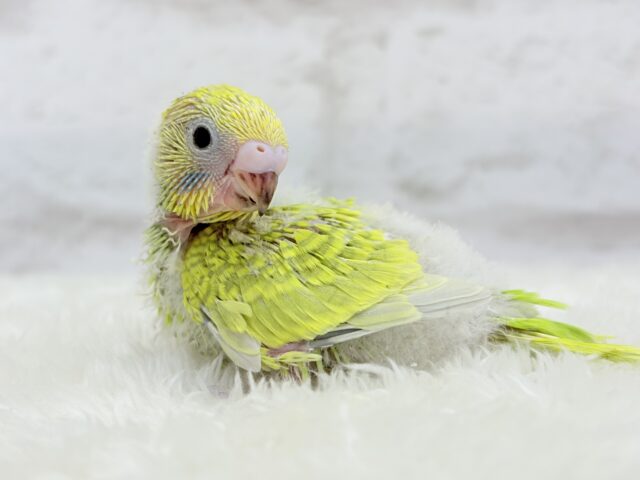 セキセイインコ