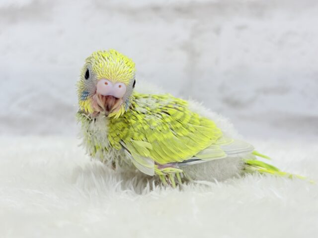 セキセイインコ