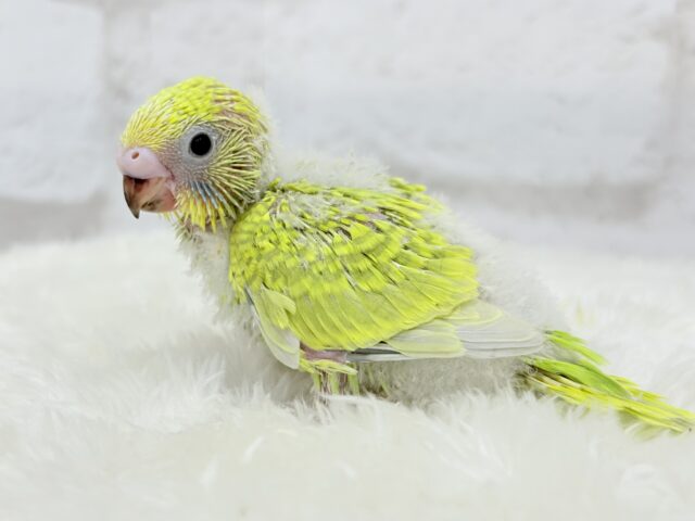 セキセイインコ