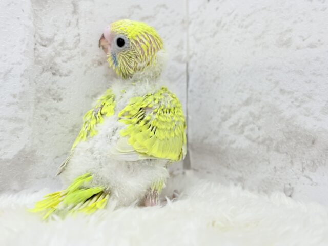 セキセイインコ