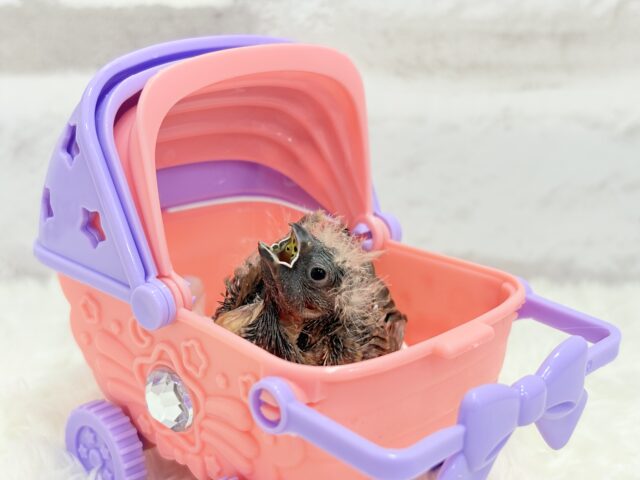 ジャンボキンカチョウ