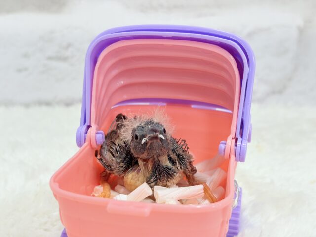 ジャンボキンカチョウ