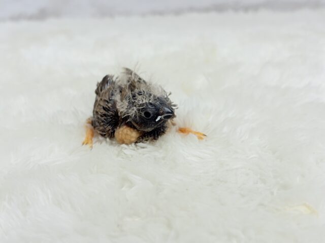 ジャンボキンカチョウ