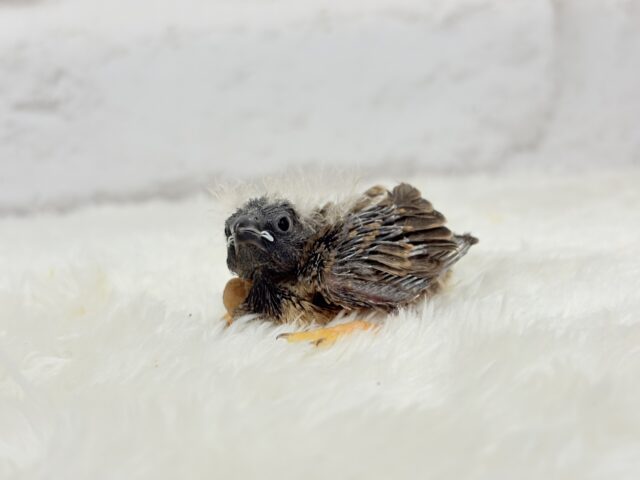 ジャンボキンカチョウ