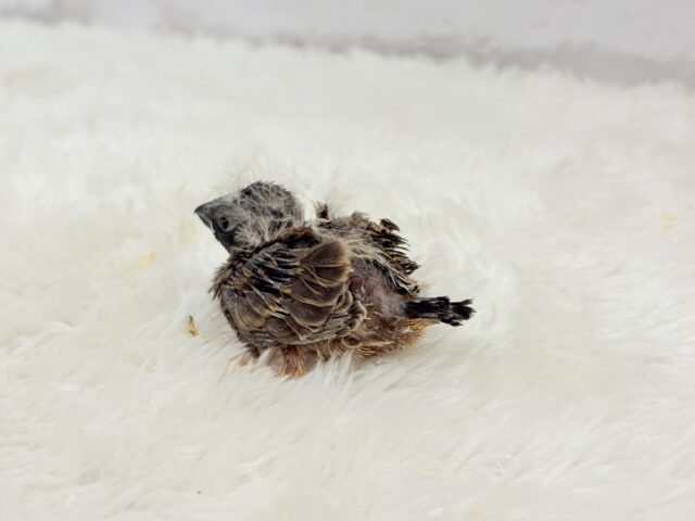 ジャンボキンカチョウ