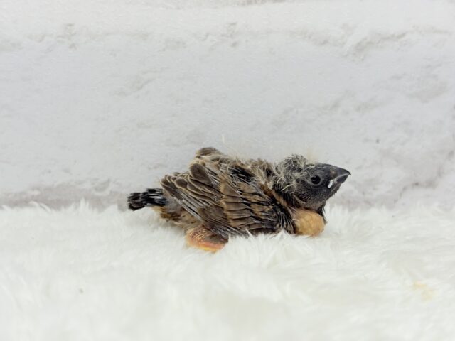 ジャンボキンカチョウ