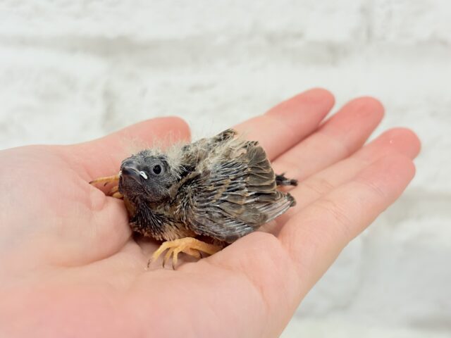 ジャンボキンカチョウ