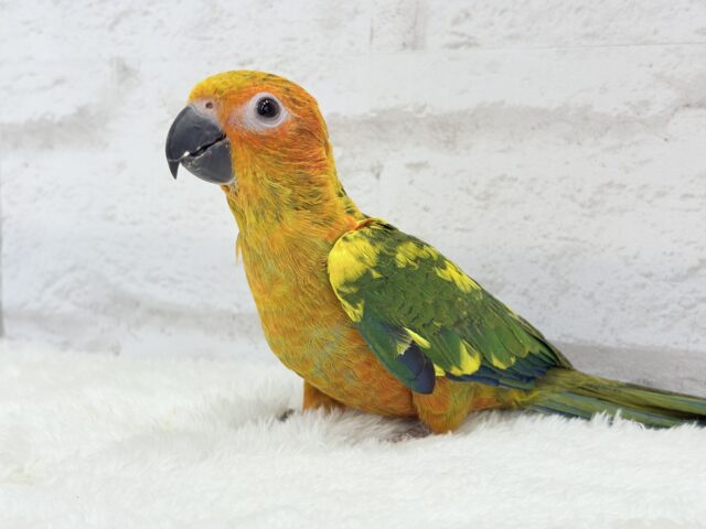 コガネメキシコインコ