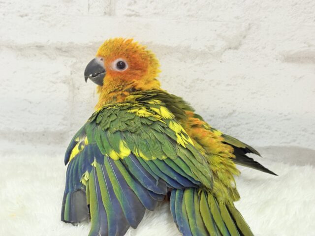 コガネメキシコインコ