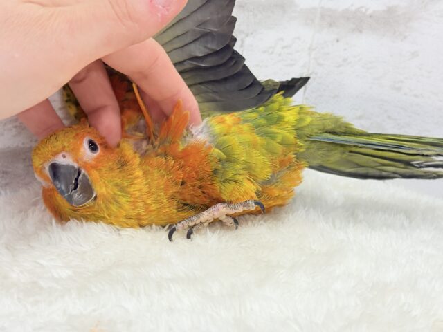 コガネメキシコインコ