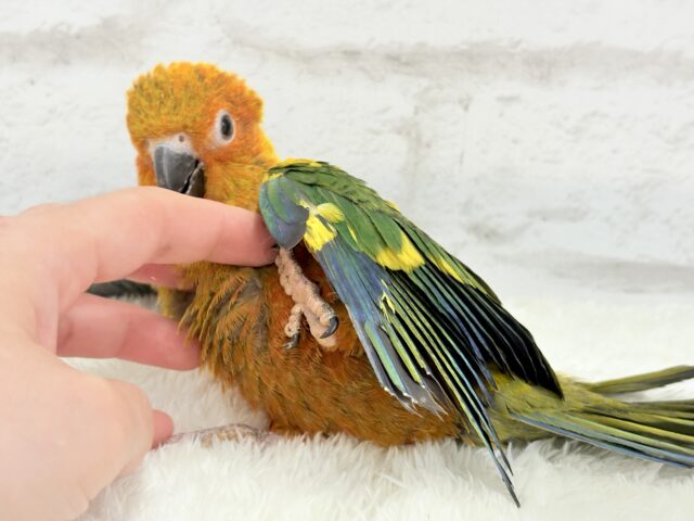 コガネメキシコインコ