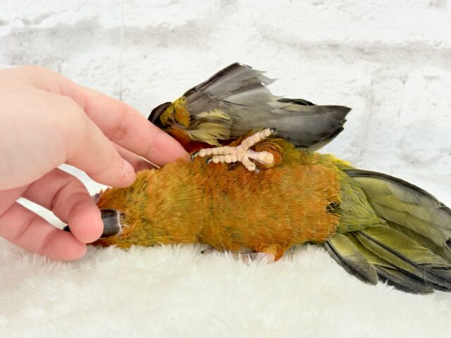 コガネメキシコインコ