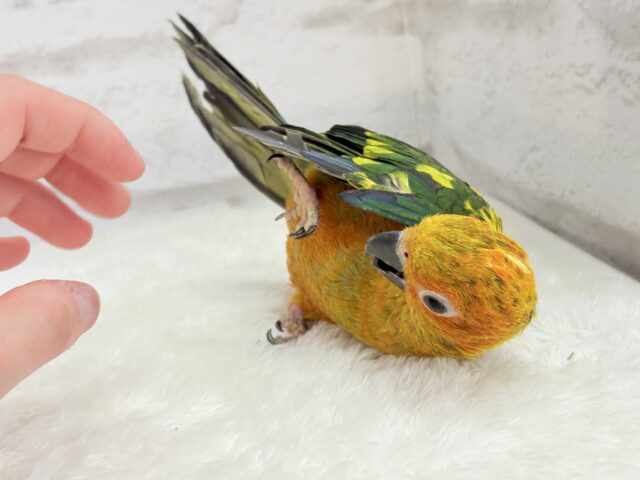 コガネメキシコインコ