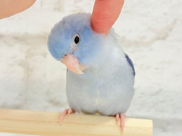 【最新画像・動画更新🪄カゴデビューしました！】優しい表情と優しいお色🫧マメルリハ(コバルトパイド) 男の子 ヒナ