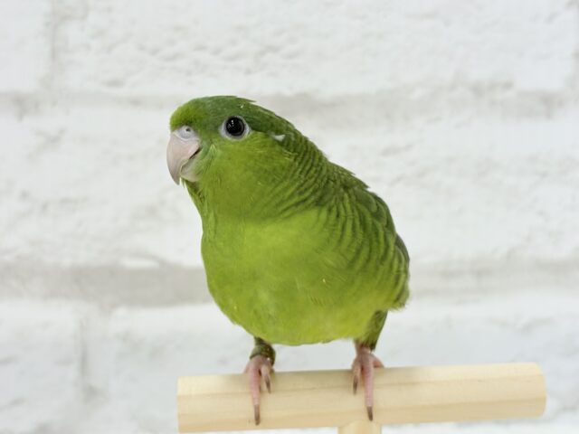 サザナミインコ