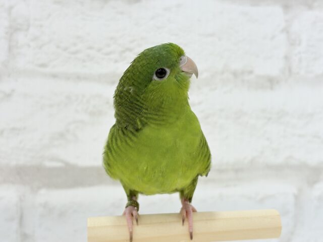 サザナミインコ
