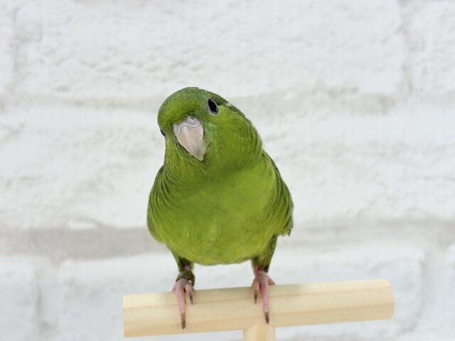 サザナミインコ