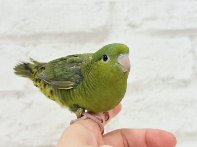 サザナミインコ