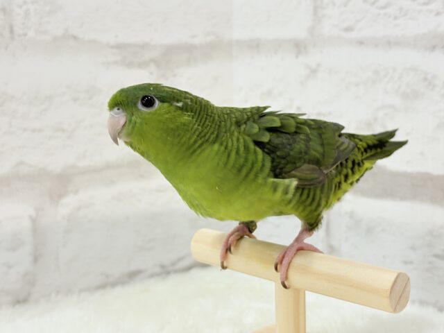 サザナミインコ