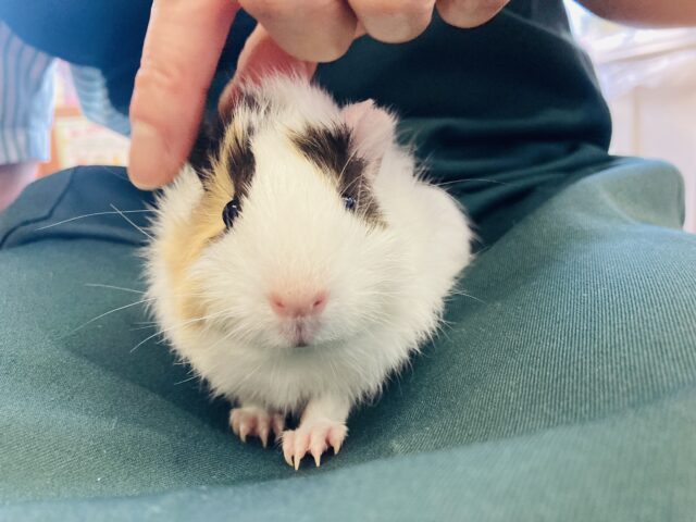 アビシニアンモルモット