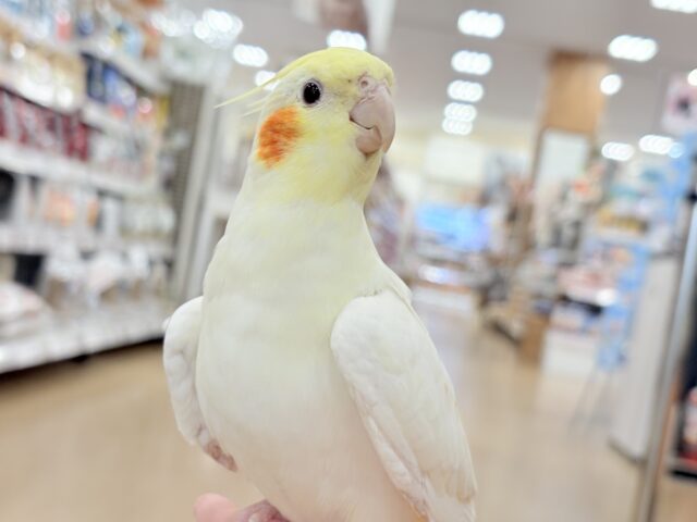 オカメインコ
