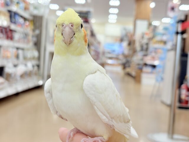 オカメインコ
