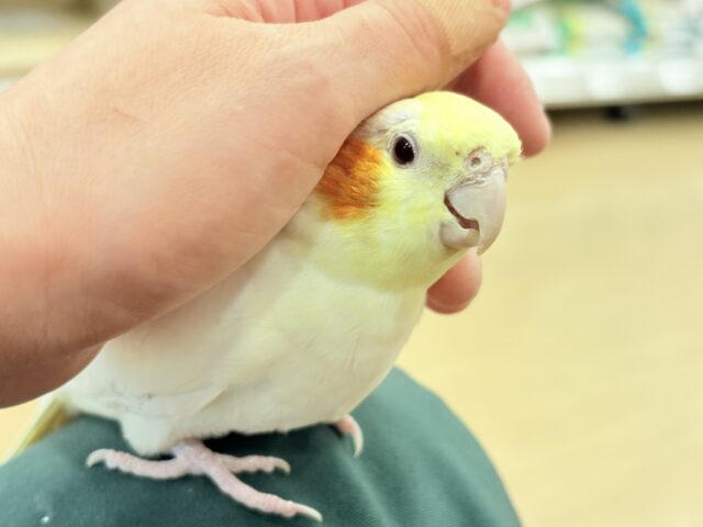 オカメインコ