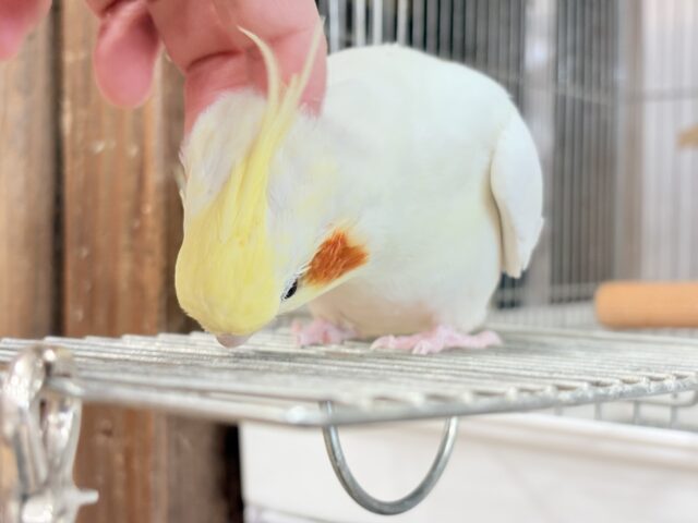 オカメインコ