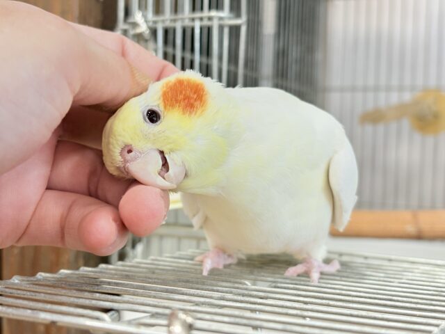 オカメインコ