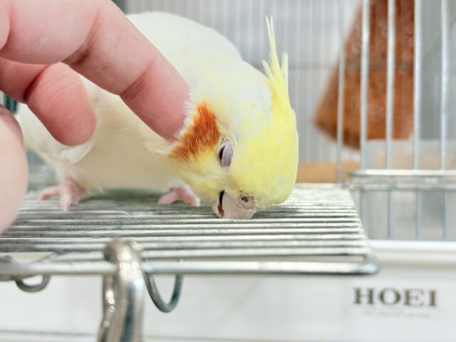オカメインコ