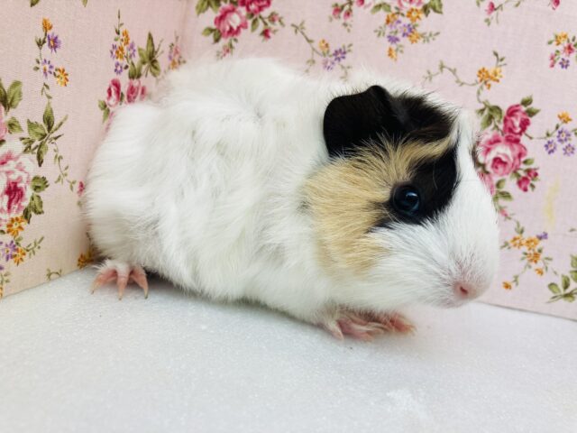 アビシニアンモルモット