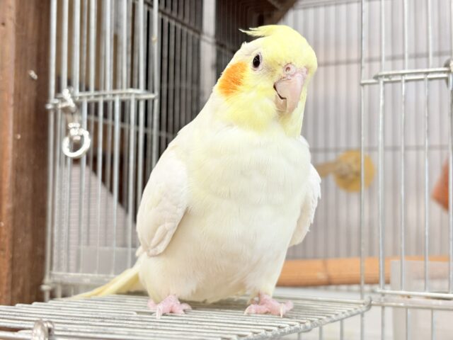 オカメインコ