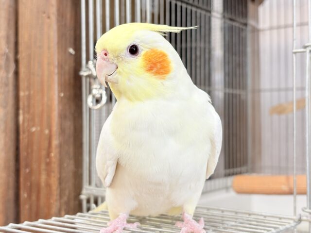 オカメインコ
