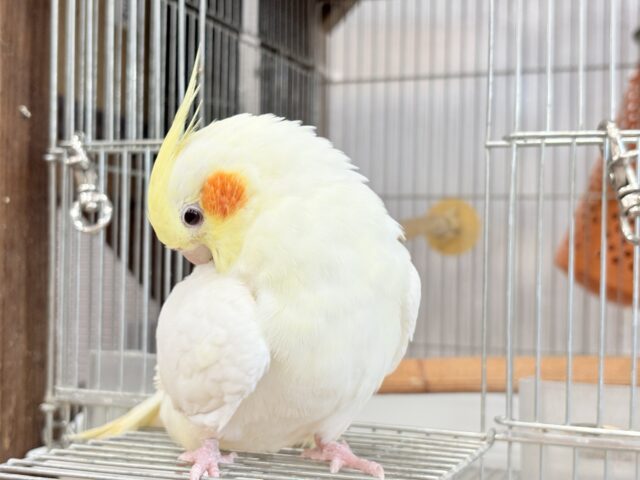オカメインコ